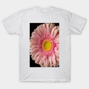 Dew Covered Pink Daisy T-Shirt